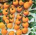Sementes de Tomate Cereja Laranja (Solanum lycopersicum) - Imagem 1