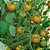 Sementes de Tomate Cereja Laranja - 30 sementes - Imagem 4
