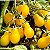 Sementes de Tomate Pêra Amarelo - 30 sementes - Imagem 2