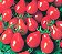 Sementes de Tomate Pêra Vermelho - 30 sementes - Imagem 2