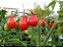 Sementes de Tomate Pêra Vermelho - 30 sementes - Imagem 5