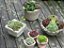 Sementes de Sempervivum Mix (20 sementes) - Imagem 3