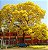 Sementes de Ipê Amarelo - Tabebuia Serratifolia - 10 sementes - Imagem 3