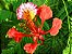 Sementes de Flamboyant Vermelho (Delonix ssp) - Imagem 6