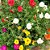 Sementes da Flor Onze Horas Singela Sortida (Portulaca grandiflora) - Imagem 3
