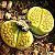 Lithops hallii v. ochracea Green Soapstone - 10 sementes - Imagem 4