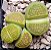 Lithops hallii v. ochracea Green Soapstone - 10 sementes - Imagem 3