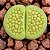 Lithops hallii v. ochracea Green Soapstone - 10 sementes - Imagem 1