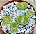 Lithops hallii v. ochracea Green Soapstone - 10 sementes - Imagem 2