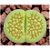 Sementes de Lithops hallii v. ochracea Green Soapstone (10 sementes) - Imagem 1