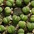 Lithops julii ssp Fullergreen - 10 sementes - Imagem 2