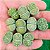 Lithops julii ssp Fullergreen - 10 sementes - Imagem 3