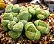 Sementes de Lithops julii ssp Fullergreen (10 sementes) - Imagem 2