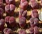 Sementes de Lithops salicola 'Sato's Violet' (10 sementes) - Imagem 2