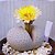 Dinteranthus pole-evansii (Mesembs) 10 sementes - Imagem 5