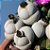 Dinteranthus pole-evansii (Mesembs) 10 sementes - Imagem 2
