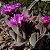 Sementes de Gibbaeum velutinum púrpura (10 sementes) - Imagem 1