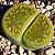 Lithops aucampiae cv. Jackson’s Jade - 10 sementes - Imagem 1