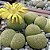 Lithops aucampiae cv. Jackson’s Jade - 10 sementes - Imagem 2