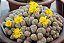 Sementes de Lithops dinteri var. frederici (10 sementes) - Imagem 2