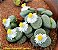 Sementes de Lithops fulviceps var. Aurea C363 (10 sementes) - Imagem 2