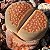 Sementes de Lithops hallii ochracea (10 sementes) - Imagem 1