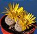 Sementes de Lithops hookeri var. susannae (10 sementes) - Imagem 3