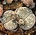 Sementes de Lithops lesliei var. venteri C001 (10 sementes) - Imagem 1