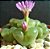 Sementes de Conophytum limpidum - 10 sementes - Imagem 2