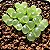 Sementes de Conophytum limpidum - 10 sementes - Imagem 1