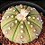 Sementes de Astrophytum asterias var. nudum (10 sementes) - Imagem 2