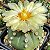 Sementes de Astrophytum asterias var. nudum (10 sementes) - Imagem 1