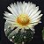 Sementes de Astrophytum asterias Linares (10 sementes) - Imagem 1