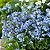 Sementes da Flor Não-Te-Esqueças-De-Mim (Myosotis alpestris) - Imagem 7