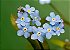 Sementes da Flor Não-Te-Esqueças-De-Mim (Myosotis alpestris) - Imagem 4
