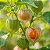 Sementes de Lanterna Chinesa (Physalis peruviana) - Imagem 1