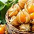 Sementes de Lanterna Chinesa (Physalis peruviana) - Imagem 2