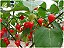 Sementes de Pimenta Biquinho Vermelha - Capsicum chinense - Imagem 2