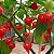 Sementes de Pimenta Biquinho Vermelha (Capsicum chinense) - Imagem 2