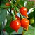 Sementes de Pimenta Biquinho Vermelha - Capsicum chinense - Imagem 1
