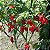 Sementes de Pimenta Bhut Jolokia (Ghost Pepper) – Capsicum chinense - Imagem 3