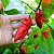 Sementes de Pimenta Bhut Jolokia (Ghost Pepper) – Capsicum chinense - Imagem 1