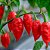 Sementes de Pimenta Bhut Jolokia (Ghost Pepper) – Capsicum chinense - Imagem 2
