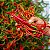 Sementes de Pimenta Caiena Long Slim (Capsicum frutescens) - Imagem 1