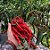 Sementes de Pimenta Caiena Long Slim (Capsicum frutescens) - Imagem 3