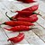 Sementes de Pimenta Dedo-de-Moça (Capsicum baccatum) - Imagem 3