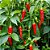 Sementes de Pimenta Dedo-de-Moça (Capsicum baccatum) - Imagem 1