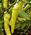 Sementes de Pimenta Doce Sweet Banana Pepper - Imagem 1