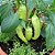 Sementes de Pimenta Doce Sweet Banana Pepper (Capsicum annuum) - Imagem 2
