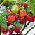 Sementes de Pimenta Habanero Vermelha (Capsicum chinense) - Imagem 2